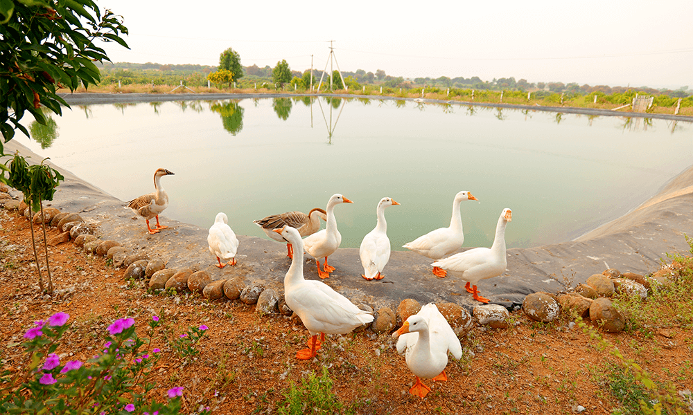 Shadnagar Farm Visit by NIPHM National Team